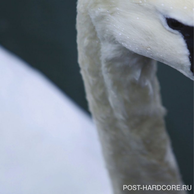 Echoes - The Pursuit (2014)