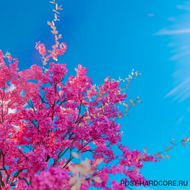 Miss Fortune - Apathy Rules [single] (2023)