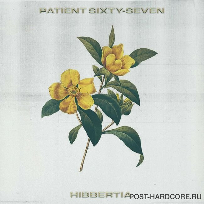 Patient Sixty-Seven - Hibbertia [single] (2023)